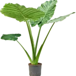 Alocasia macrorrhizos Hydrocultuur - 90cm pot 22cm