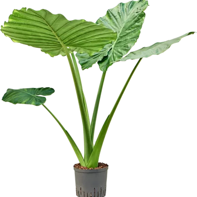 Alocasia macrorrhizos Hydrocultuur - 90cm pot 22cm