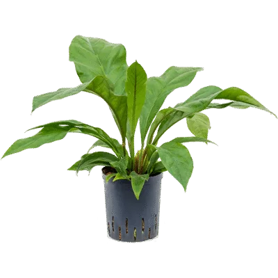 Anthurium ellipticum 'Jungle bush' - Toef Hydrocultuur - 50