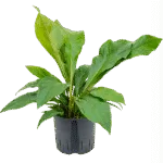 Anthurium ellipticum 'Jungle bush' - Toef Hydrocultuur