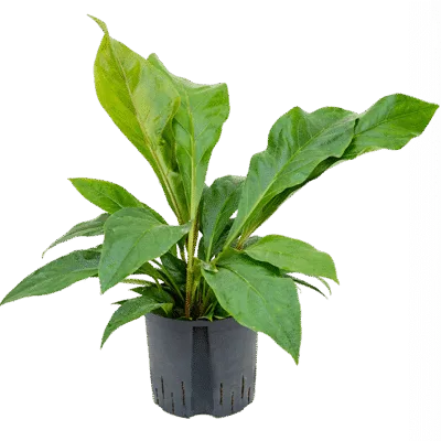 Anthurium ellipticum 'Jungle bush' - Toef Hydrocultuur - 65