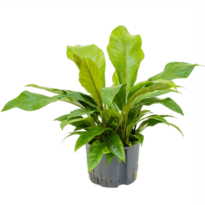 Anthurium ellipticum 'Jungle bush' - Toef Hydrocultuur - 60