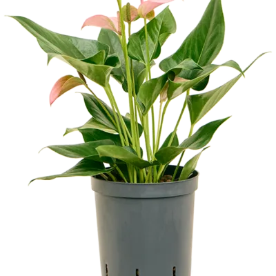Anthurium andraeanum 'Joli' - Toef Hydrocultuur - 45