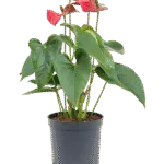 Anthurium andraeanum 'Sierra' - Toef Hydrocultuur