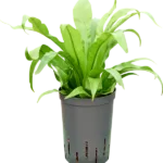 Asplenium antiquum Hydrocultuur - 35cm pot 15cm