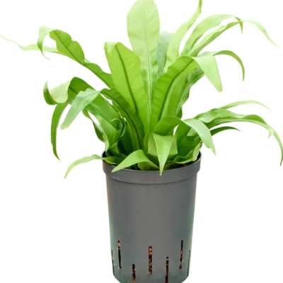 Asplenium antiquum Hydrocultuur - 35cm pot 15cm