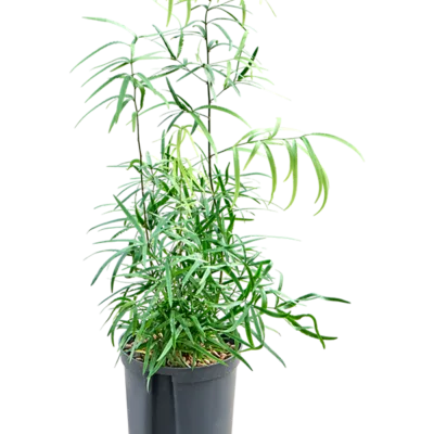 Asparagus falcatus - Toef Hydrocultuur - 50