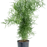 Asparagus falcatus - Toef Hydrocultuur