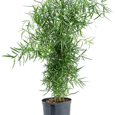 Asparagus falcatus - Toef Hydrocultuur - 80