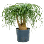 Beaucarnea recurvata - Vertakt Hydrocultuur