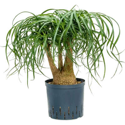Beaucarnea recurvata hydrocultuur plant