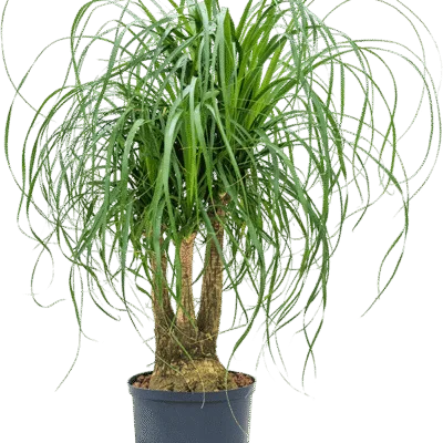 Beaucarnea recurvata - Vertakt Hydrocultuur - 70