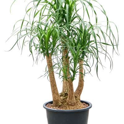 Beaucarnea recurvata - Vertakt Hydrocultuur - 100