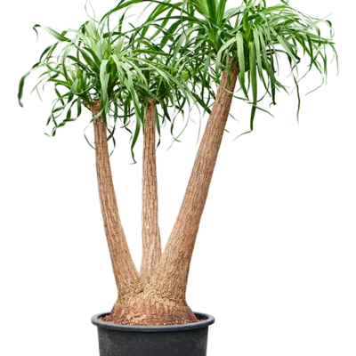 Beaucarnea recurvata - Vertakt Hydrocultuur - 135