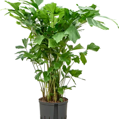 Caryota mitis - Toef Hydrocultuur - 100