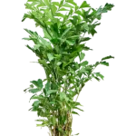 Caryota mitis - Toef Hydrocultuur