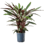 Calathea rufibarba 'Wavestar' hydrocultuur plant