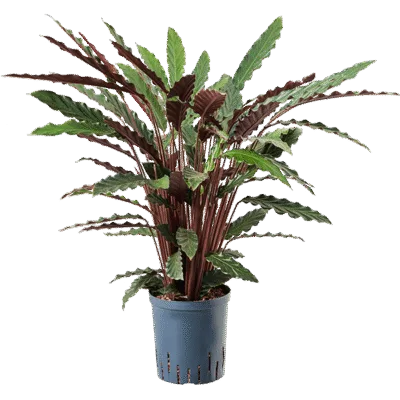 Calathea rufibarba 'Wavestar' - Toef Hydrocultuur - 80