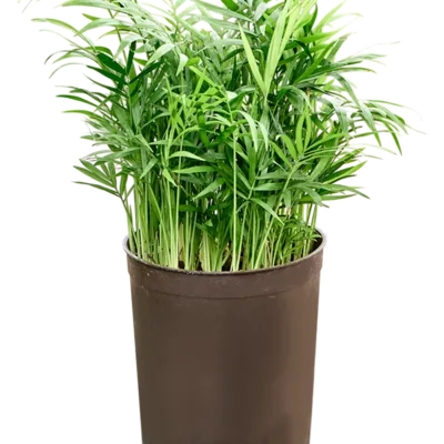 Chamaedorea elegans - Toef Hydrocultuur - 40