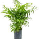Chamaedorea elegans - Toef Hydrocultuur