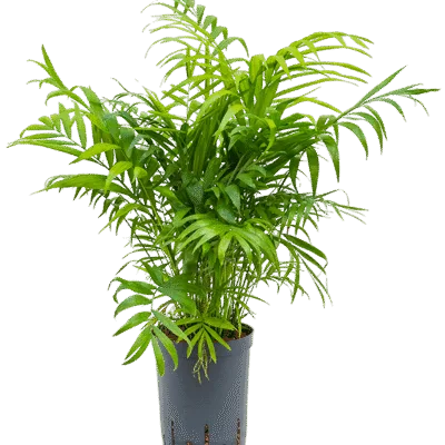 Chamaedorea elegans - Toef Hydrocultuur - 50