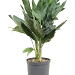 Chamaedorea metallica - Toef Hydrocultuur