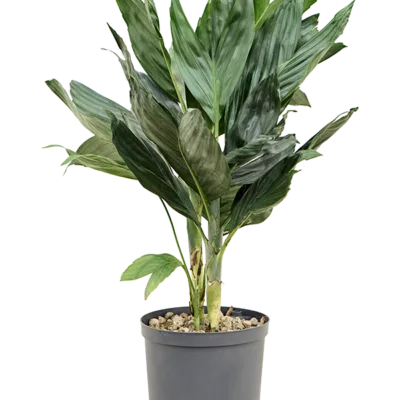 Chamaedorea metallica - Toef Hydrocultuur - 60