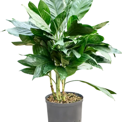 Chamaedorea metallica - Toef Hydrocultuur - 60