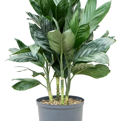 Chamaedorea metallica - Toef Hydrocultuur - 60