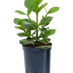 Clusia rosea 'Princess' Hydrocultuur - 45cm pot 15cm