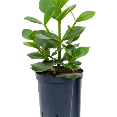 Clusia rosea 'Princess' hydrocultuur plant