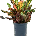 Croton - Toef Hydrocultuur