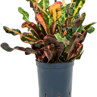 Croton - Toef Hydrocultuur - 40