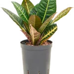 Croton - 2pp Hydrocultuur
