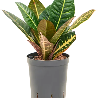 Croton - 2pp Hydrocultuur - 40
