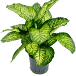 Dieffenbachia seguine 'Maroba' Hydrocultuur - 80cm pot 22cm