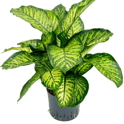 Dieffenbachia seguine 'Maroba' Hydrocultuur - 80cm pot 22cm