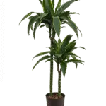 Dracaena fragrans 'Arturo' Hydrocultuur