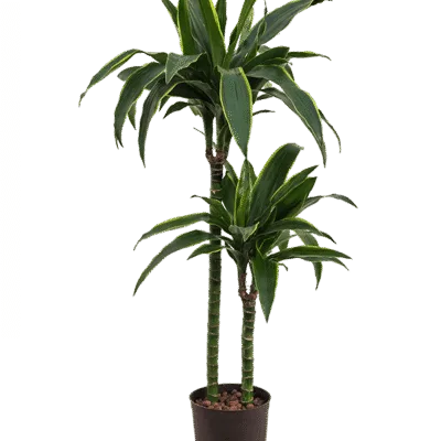 Dracaena fragrans 'Arturo' hydrocultuur plant