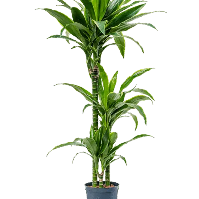 Dracaena fragrans 'Arturo' Hydrocultuur - 100