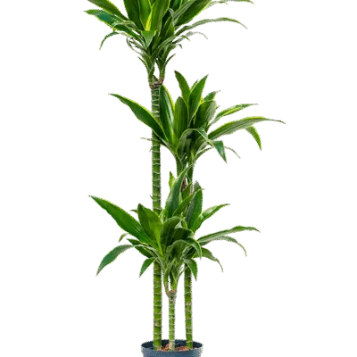 Dracaena fragrans 'Arturo' Hydrocultuur - 150