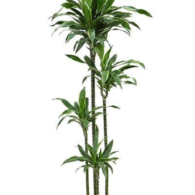 Dracaena fragrans 'Arturo' Hydrocultuur - 165