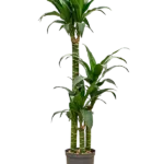 Dracaena deremensis 'Black Beauty' Hydrocultuur