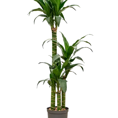 Dracaena deremensis 'Black Beauty' Hydrocultuur - 100