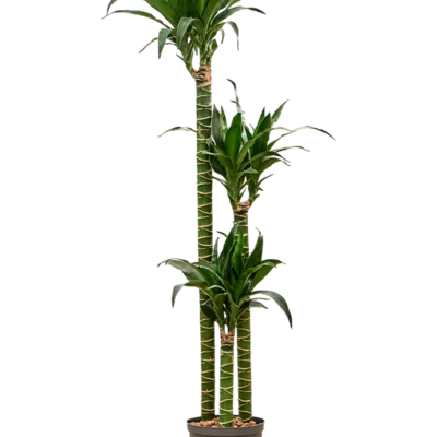 Dracaena deremensis 'Black Beauty' Hydrocultuur - 135