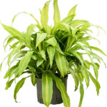 Dracaena deremensis 'Bronze' Hydrocultuur - 75cm pot 25cm