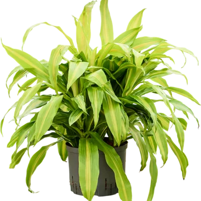 Dracaena deremensis 'Bronze' Hydrocultuur - 75cm pot 25cm