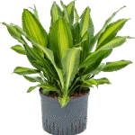 Dracaena fragrans 'Burley' Hydrocultuur - 65cm pot 25cm