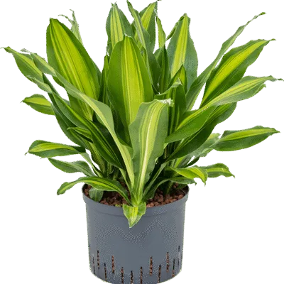 Dracaena fragrans 'Burley' Hydrocultuur - 65cm pot 25cm