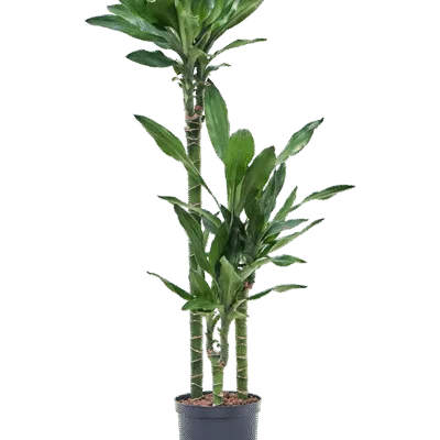 Dracaena fragrans 'Burundii' Hydrocultuur - 90